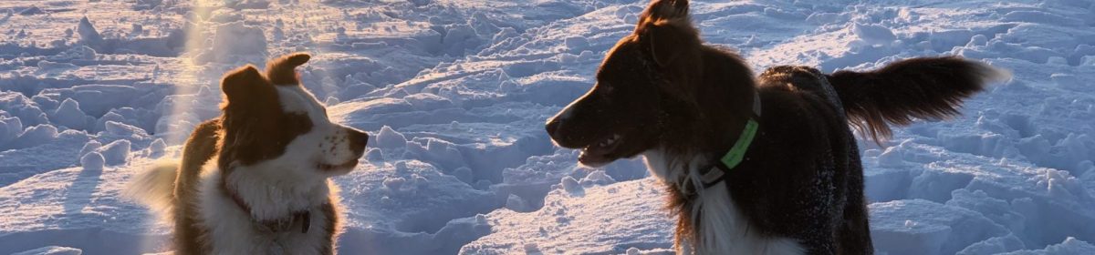 StellaPolare storie di cani e…